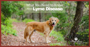 lyme disease in dogs in holmdel, nj