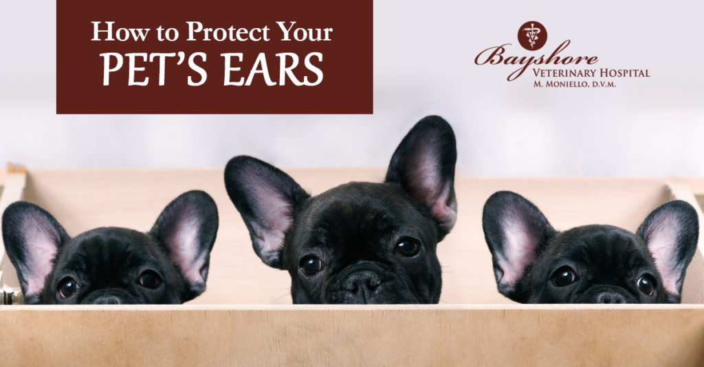 dog ear infections in holmdel, nj